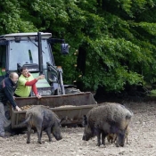 Sauen im Erlebniswald