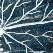 blatt_im_stein